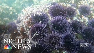 Northern California’s Kelp Forests In Danger, Impacting Larger Ocean Ecosystem | NBC Nightly News
