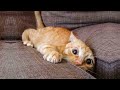 Funniest Animals - Best Of The 2020 Funny Animal Videos #5