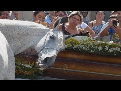 Horse Lays His Head On Coffin As He Mourns The Loss Of His Human Best Friend