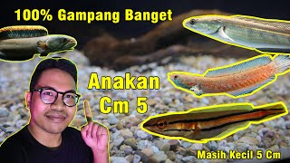 PENTING! 5 TIPS PELIHARA BABY CHANNA UKURAN 5 CM