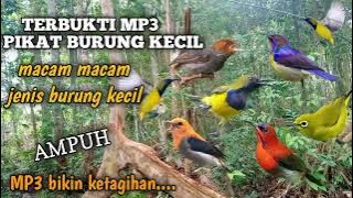 Terbukti ❗ suara pikat segala jenis burung kecil ampuh dan luar biasa 💯