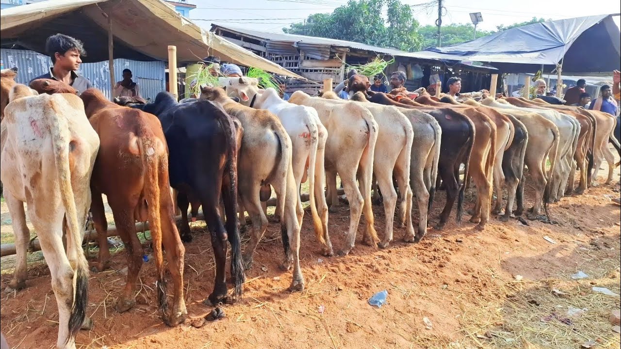 ২৬/১১/২৫/ 🇮🇳ইন্ডিয়ান বর্ডার ক্রস ষাঁড় গরু কিনার দিন গেল আজকে অনেক কম দা*ম সোনাইচন্ডী হাট চাপাই।