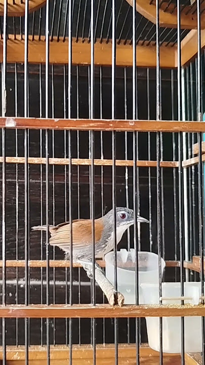 Burung sniper gacor #monsterbird