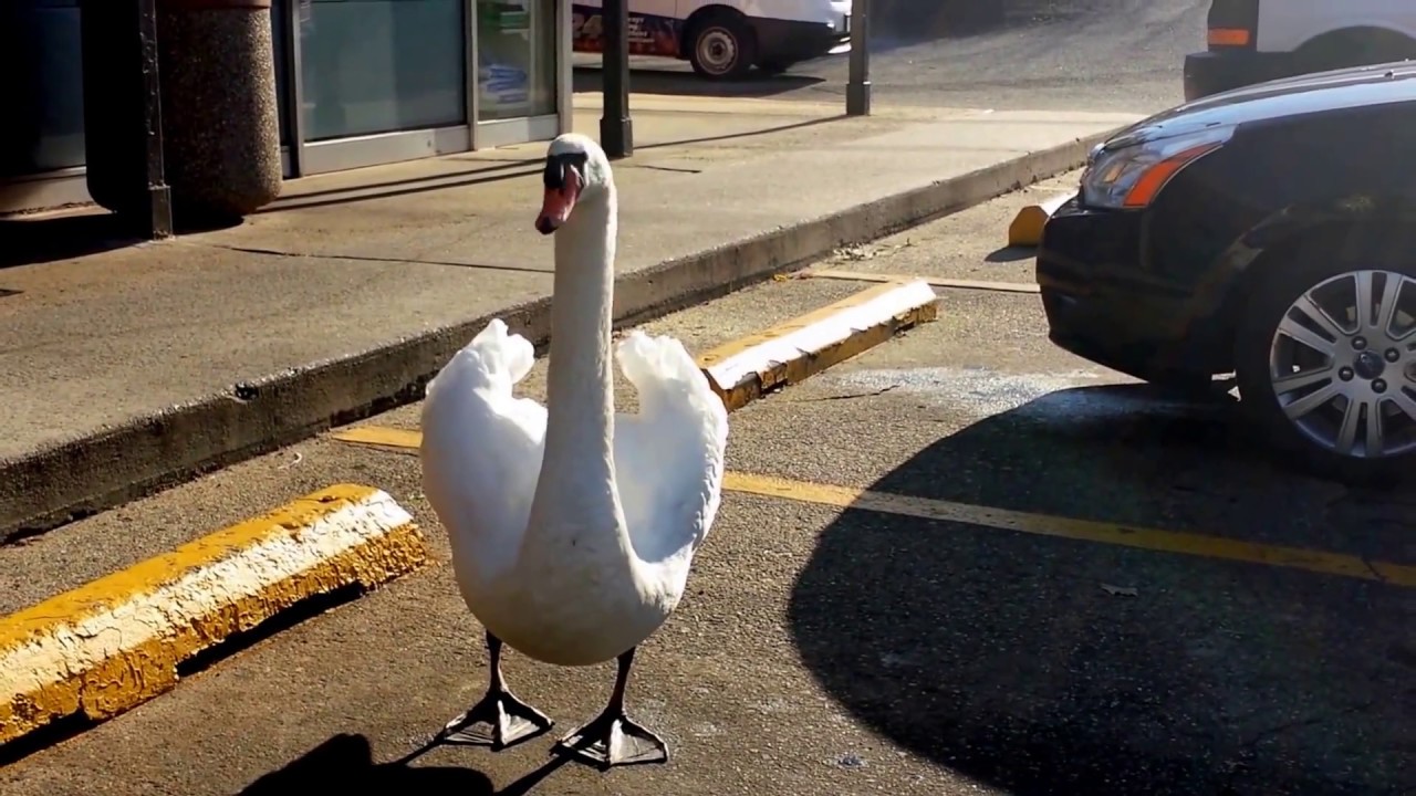 Mute Swan in the Parking Spot. YouTube