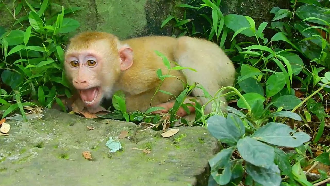 New abandoned monkey crying refuse to release him with Sovana group, LISA rejected new abandoned boy