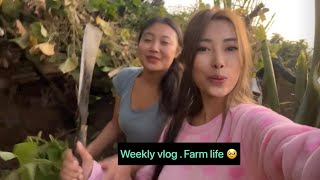 Weekly vlog / shopping 🛍️ in wokha /farm life with @libeezung / fam❤️
