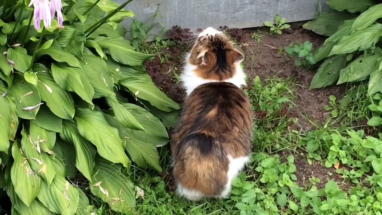 НАШИ КУРЫ И КОТ НАФАНЯ. - YouTube