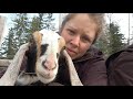Good, Gorgeous, and Gross Baby Goats