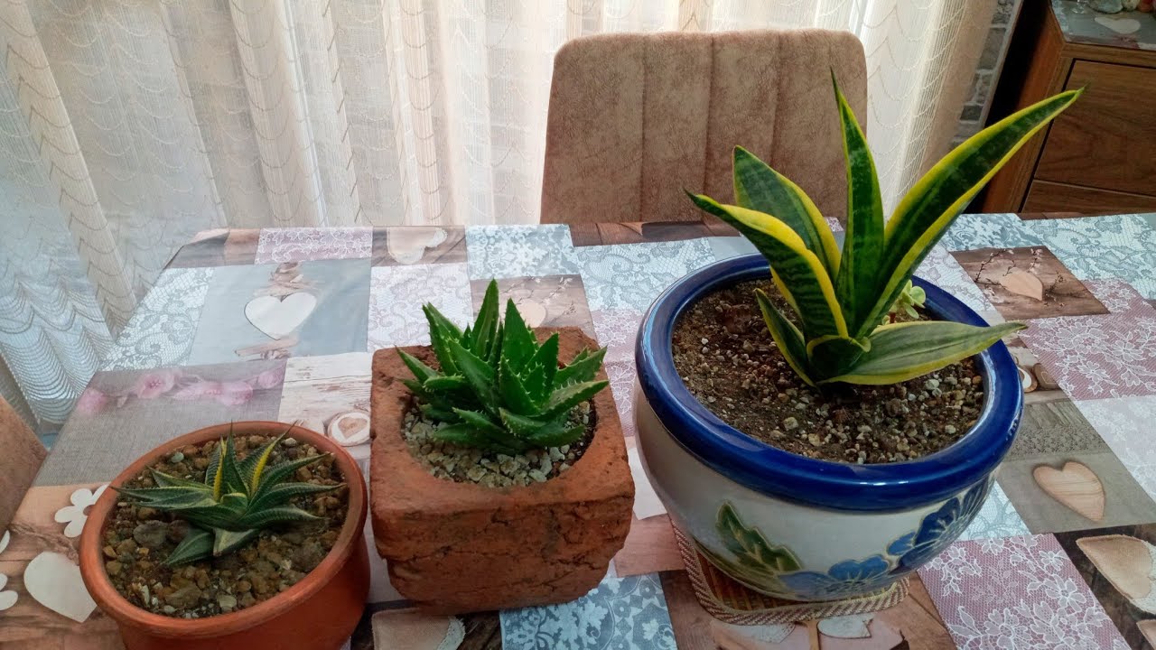Paşa Kılıcı Çiçeği Bakımı ( sansevieria )