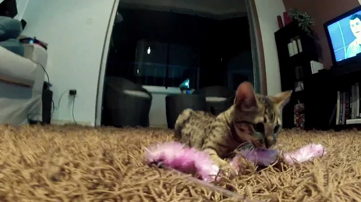 Video 5960391: savannah kitten, gato savannah, kitty, cat
