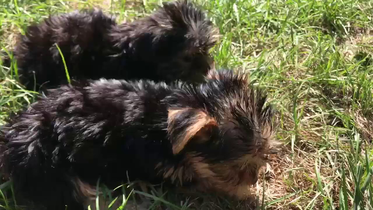 Teacup Yorkie Puppies For Sale near Greensboro NC YouTube