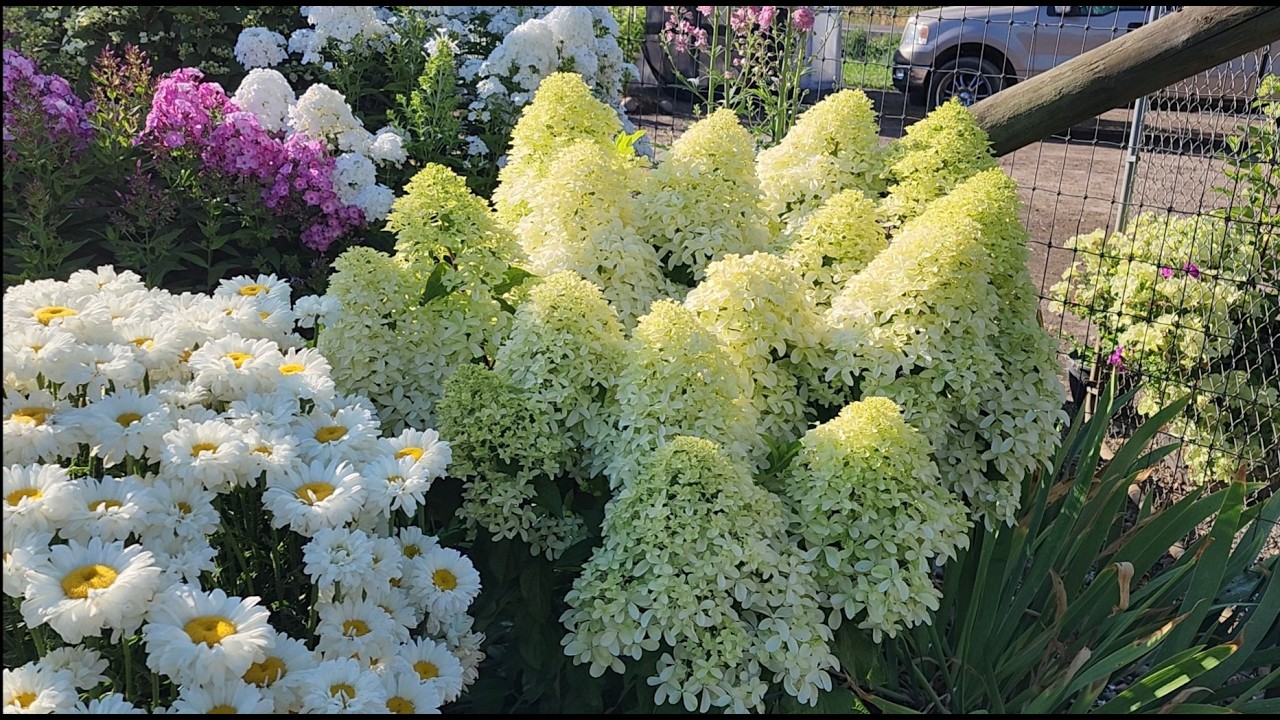 Когда лучшее время для пересадки метельчатых гортензий?