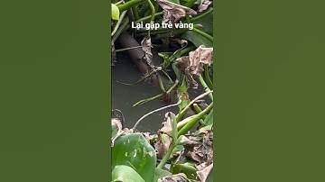 Câu cá trê vàng #câucárôđồng #caucaro #fishing #câucárô