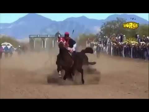 Carreras de caballos accidentes 2018