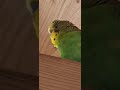 pupano is so loud