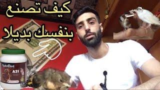 ماذا اطعم صغار الكناري او الحسون...