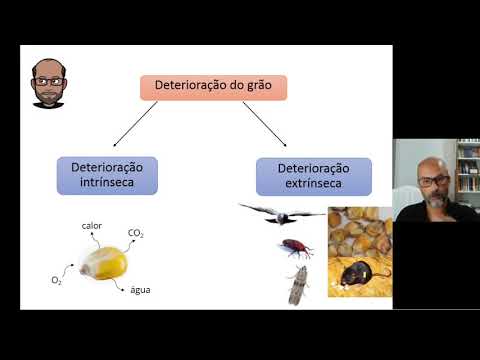 Vídeo: Tomates na estufa. As sutilezas do crescimento