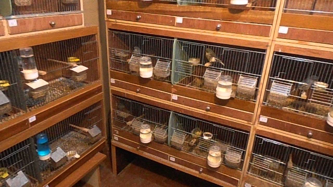 Gloster Breeding room 2014 YouTube