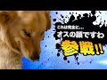 爆笑イッヌ全員参戦!!part53