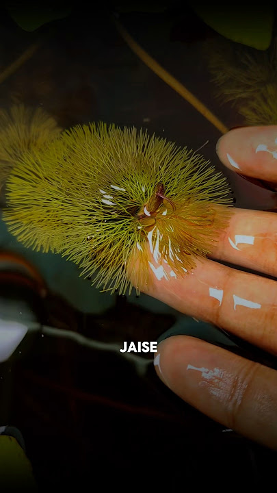 Beginners guide✅Hardy plants for your🐟planted aquarium ||#beginners #tank