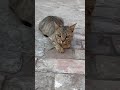 Cat 🐱