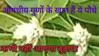 Matsyakshi ke Fayde/मत्स्यऻक्षी के फायदे और पहचान/matsyakhi plant