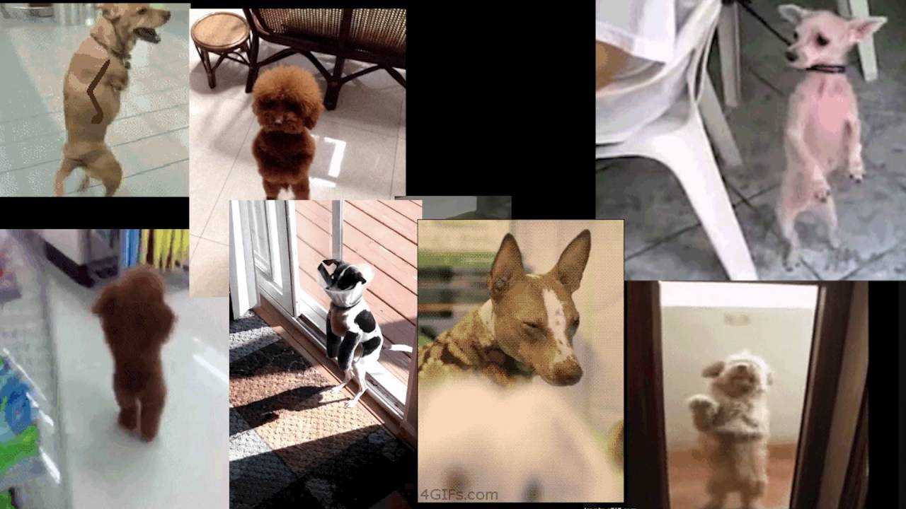 Yes Sir I'm Cuban Pete YouTube