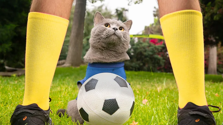 World Cup Cats