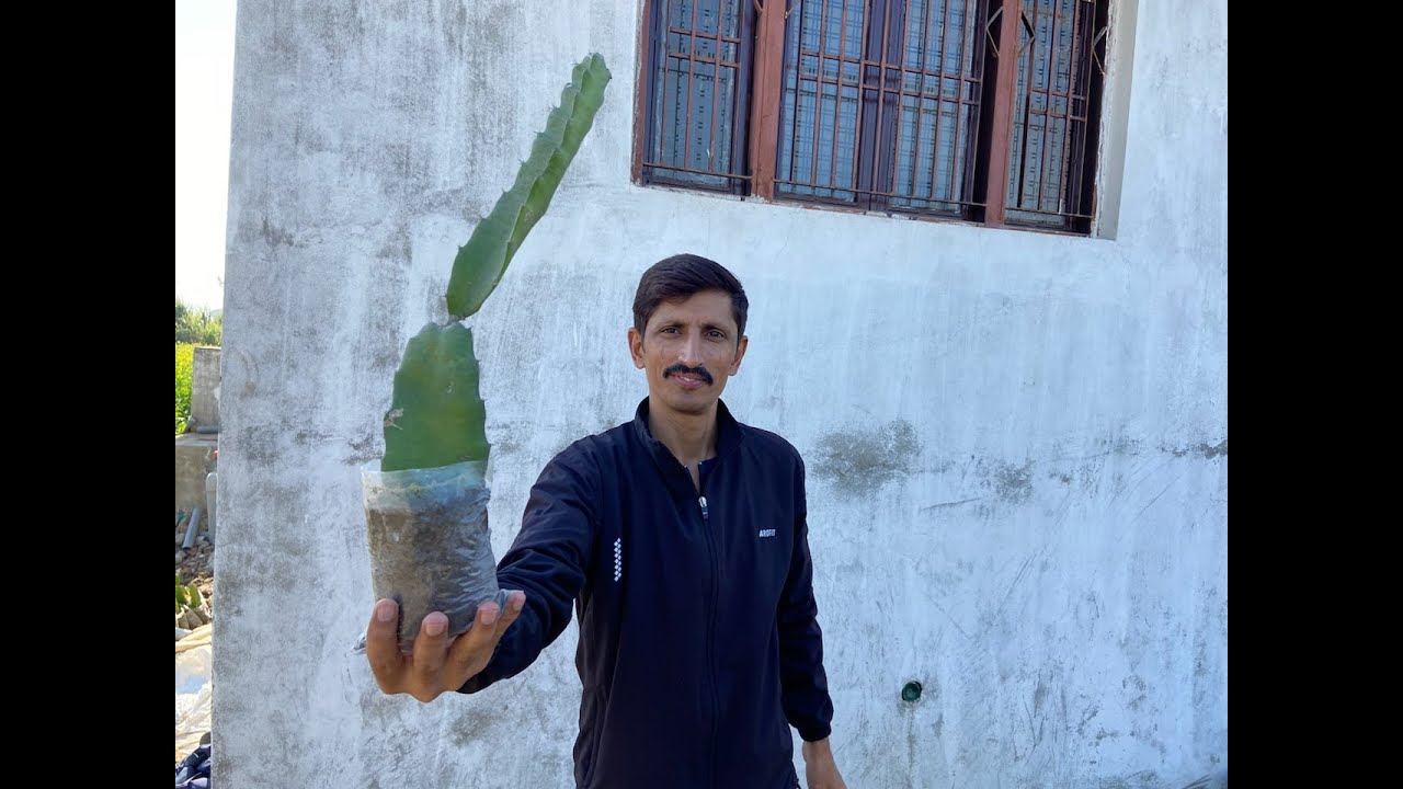  how to prepare dragon fruit plant