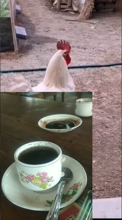 Ayammm dah berkokok!!!dah Ngopi belummmmm😂😂😂😂😂#Shorts