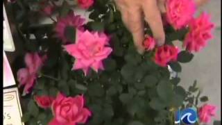 Dabney Morgan Gardening Tips - Saturday, April 30, 2011