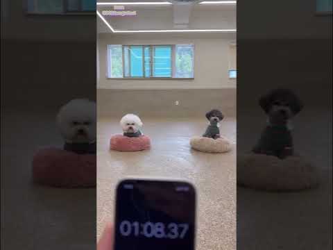 애견유치원#902댕스쿨#비숑프리제#