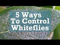 5 Ways to Control Whiteflies