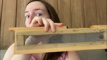 Honey harvest time and why I’m caging queens now
