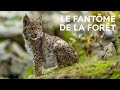 Lynx boral  comment protger le plus grand flin deurope 