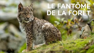 Lynx boréal : comment protéger le plus grand félin d'Europe ?