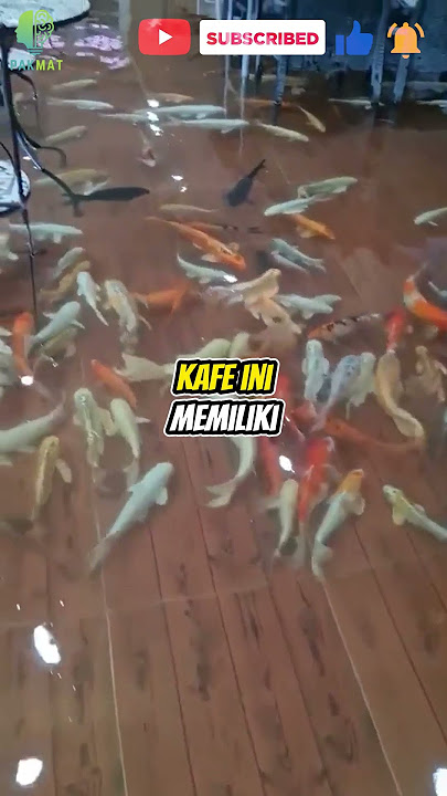 Makan sambil Berenang Bersama Ikan! Fenomena Kafe Unik di Thailand