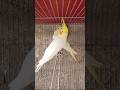 MASHA ALLAH Cream cockatiel breeder pair Korangi Karachi I BIRDS FOR SALE I PARROT TO BIRDS