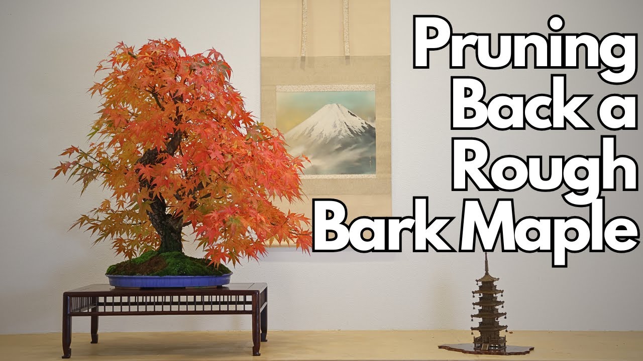 Pruning Back A Rough Bark Japanese Maple