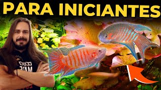 TOP 5 PEIXES POPULARES PARA INICIANTES |Mr. Betta|