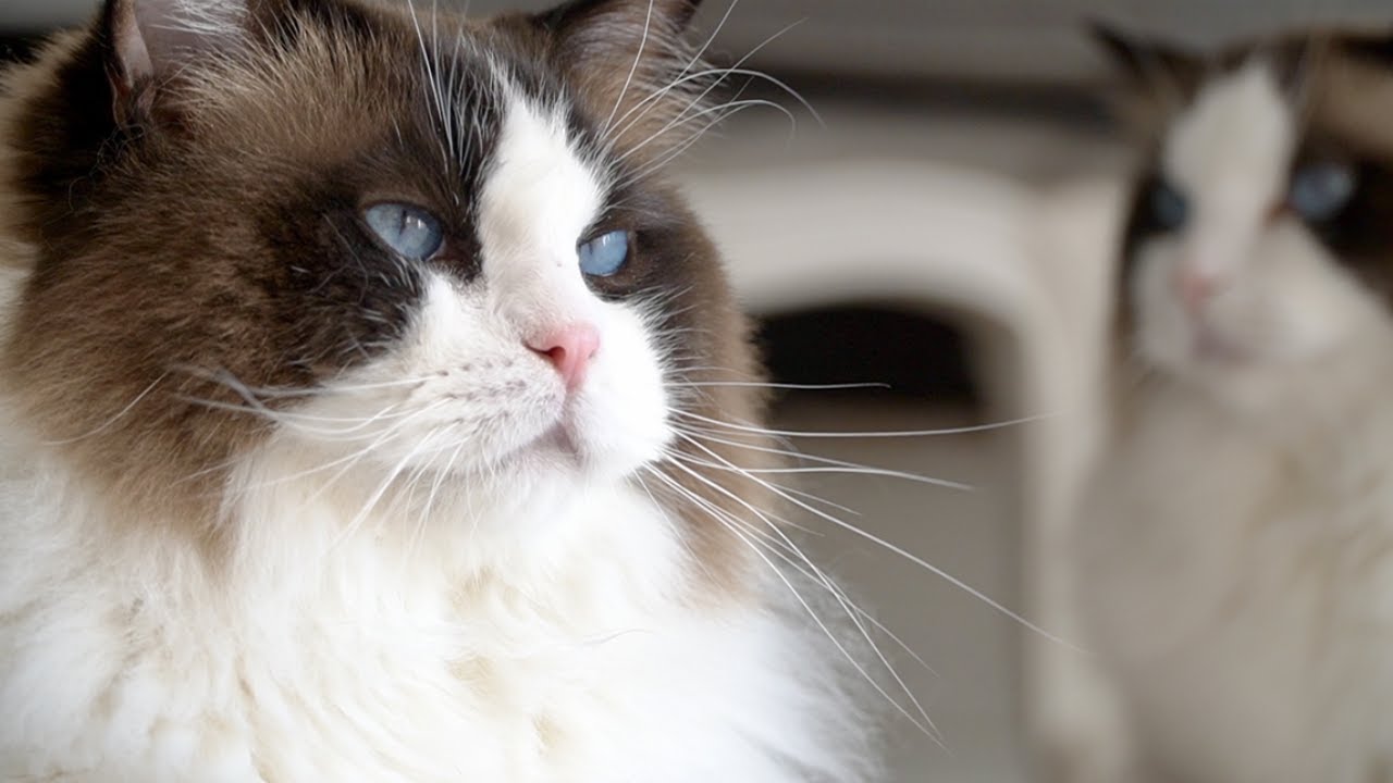 루카스가 주인공인 영상