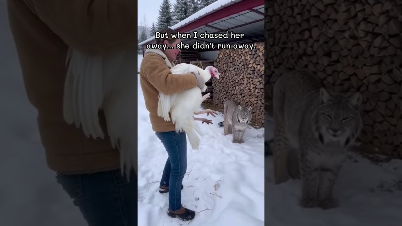 Я спас индейку от рыси и узнал правду... 😰 