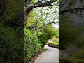 This 4K Nature Walk Melts Stress Away #relaxing #forest