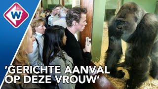 Bokito ontsnapt van gorilla-eiland Diergaarde Blijdorp en valt vrouw aan