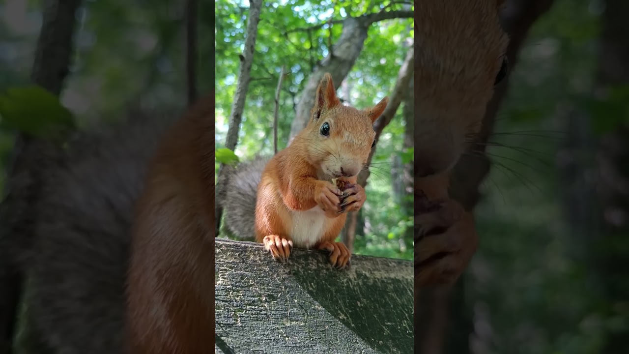 Наглая белка 😎🐿️ cheeky squirrel 😎🐿️ 