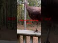Hunting with your pet Turkey Pitts. #turkey #chicken #hunting #farmer