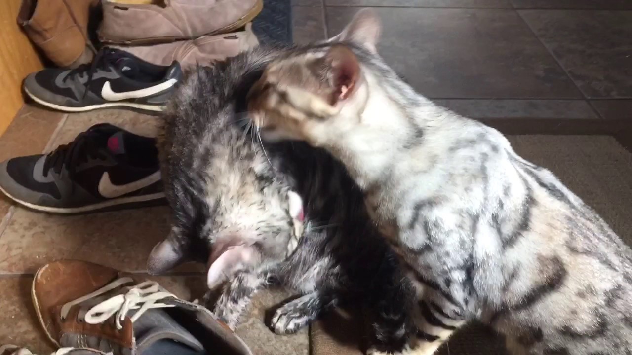 Bengal Cat Eats Fishoil Pill Reeks Like Fish Gets Bath Older Brother