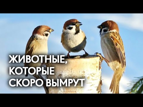 Эти животные скоро исчезнут. Новое вымирание видов началось