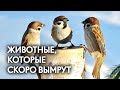 Эти животные скоро исчезнут. Новое вымирание видов началось