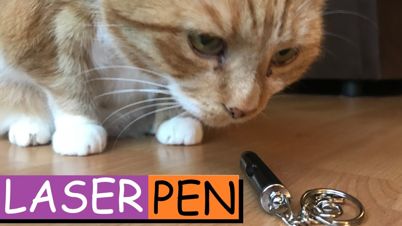 CAT REACTION TO LASER POINTER Cats chasing laser pointer. YouTube